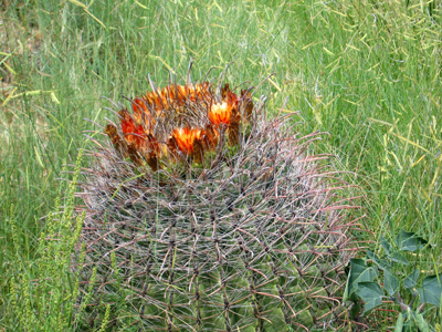 Barrell Cactus in Tucson